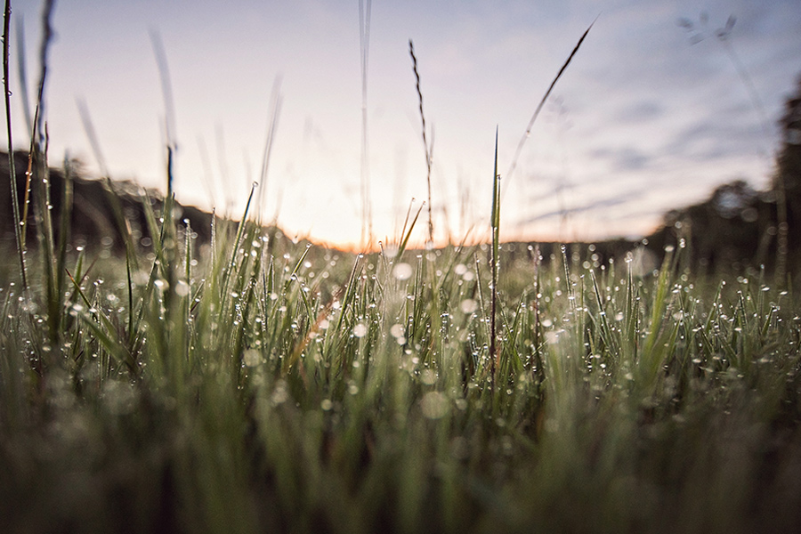 up close picture of dewy grass