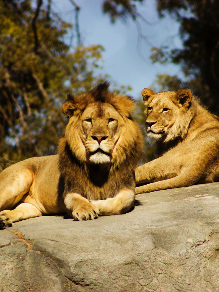 two lions sitting on a rock