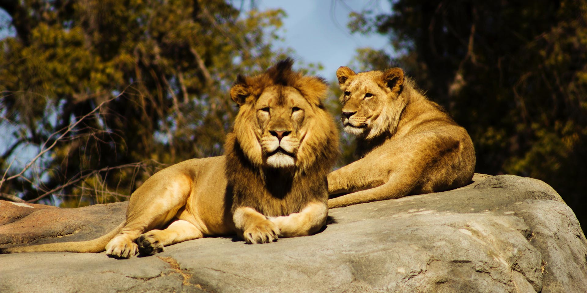 two lions sitting on a rock
