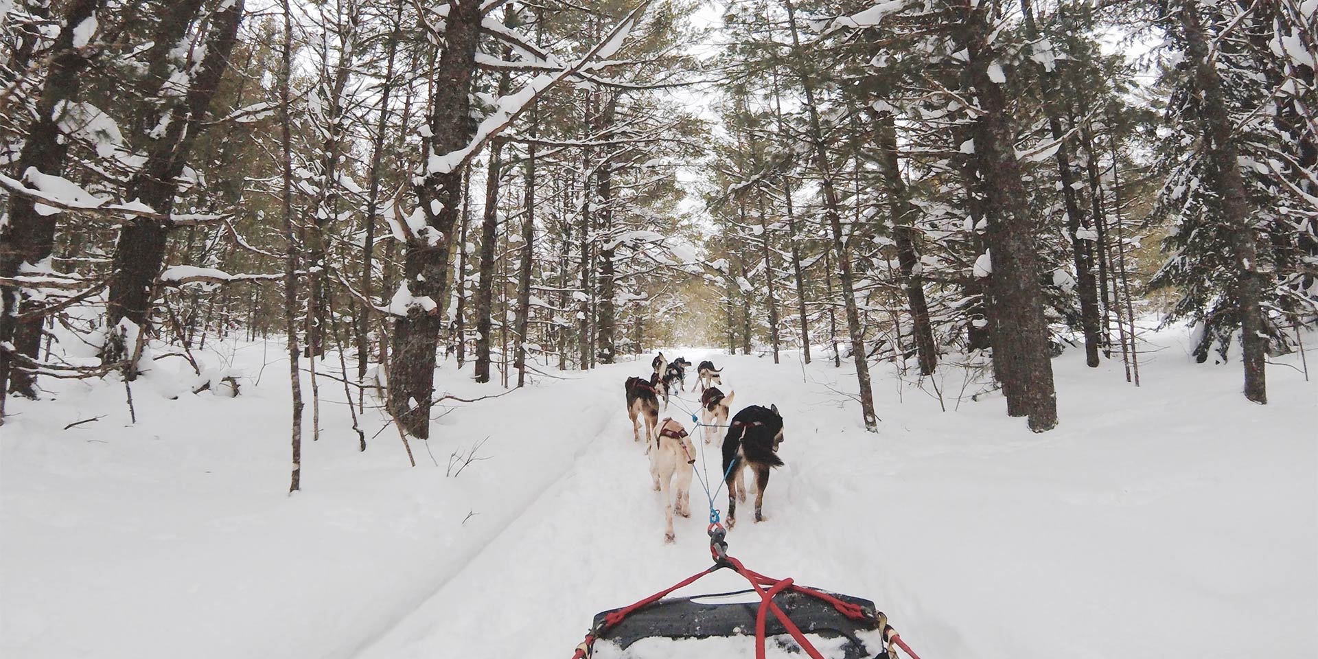 dogs pulling dog sled
