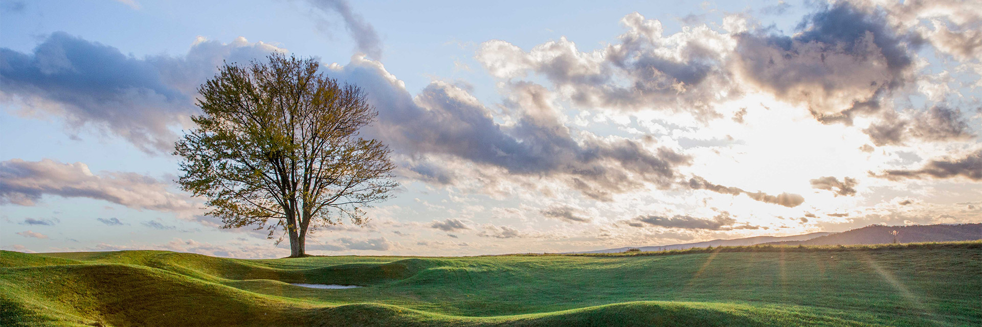 lone tree in large grassy field