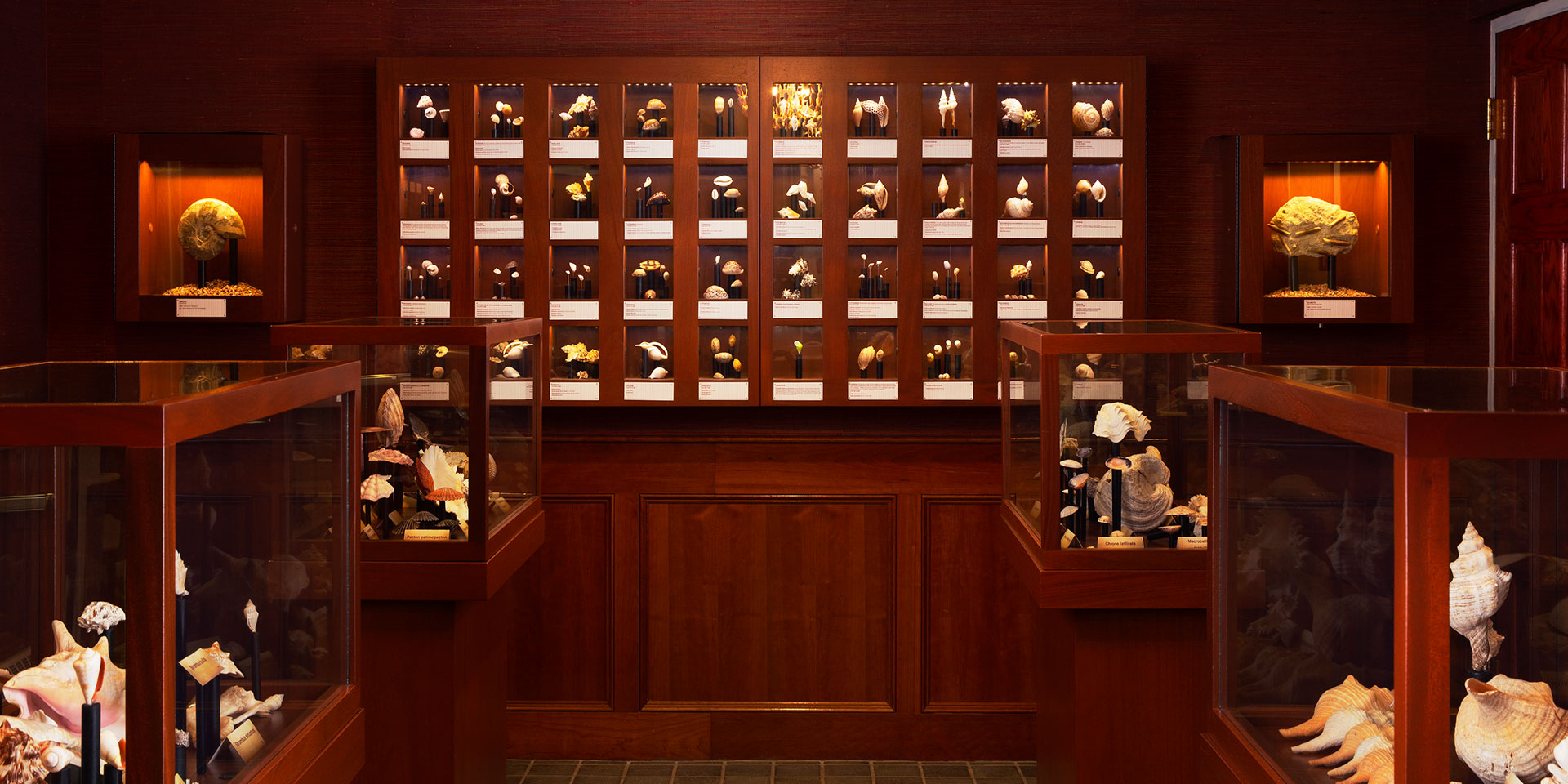 brown wooden wall with an array of picture frames and shells are in glass displays